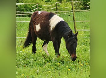 American Standardbred Mix, Giumenta, 1 Anno, 160 cm, Pezzato