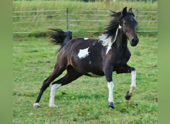 American Standardbred Mix, Giumenta, 1 Anno, 160 cm, Pezzato