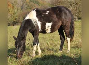 American Standardbred Mix, Giumenta, 1 Anno, 160 cm, Pezzato