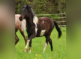 American Standardbred, Giumenta, 2 Anni, 160 cm, Pezzato