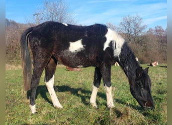 American Standardbred, Giumenta, 2 Anni, 160 cm, Pezzato