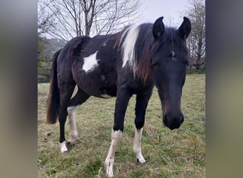 American Standardbred, Giumenta, 2 Anni, 160 cm, Pezzato