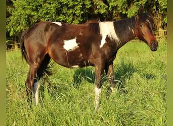 American Standardbred, Giumenta, 2 Anni, 160 cm, Pezzato