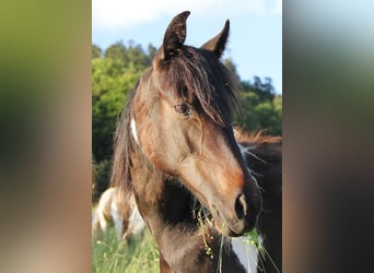 American Standardbred Mix, Giumenta, 2 Anni, 160 cm, Pezzato