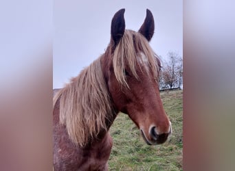 American Standardbred, Giumenta, 2 Anni, 160 cm, Roano rosso