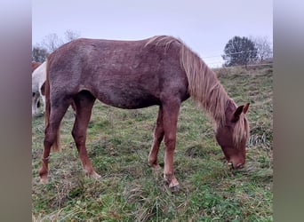 American Standardbred, Giumenta, 2 Anni, 160 cm, Roano rosso