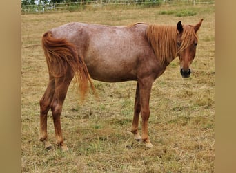American Standardbred, Giumenta, 2 Anni, 160 cm, Roano rosso