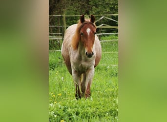 American Standardbred, Giumenta, 2 Anni, 160 cm, Roano rosso