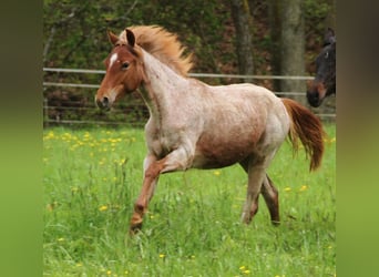 American Standardbred, Giumenta, 2 Anni, 160 cm, Roano rosso