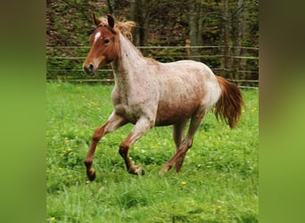 American Standardbred, Giumenta, 2 Anni, 160 cm, Roano rosso