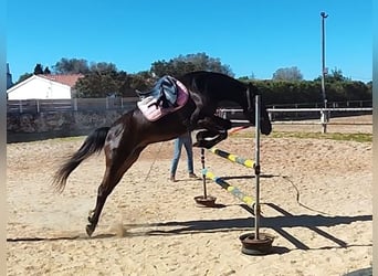 American Standardbred, Giumenta, 4 Anni, 156 cm, Baio