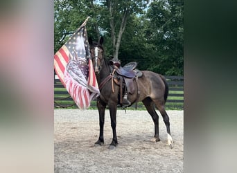 American Standardbred, Giumenta, 7 Anni, Baio ciliegia