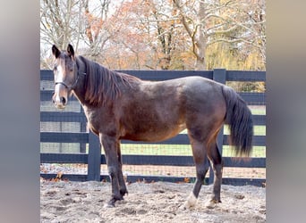 American Standardbred, Giumenta, 7 Anni, Baio ciliegia