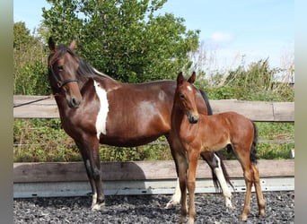 American Standardbred Mix, Hengst, 1 Jahr, 158 cm, Roan-Bay