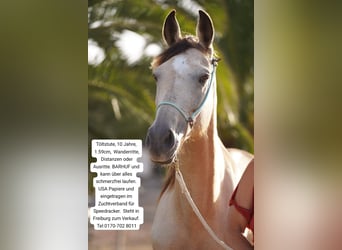 American Standardbred, Mare, 10 years, 15,2 hh, Buckskin