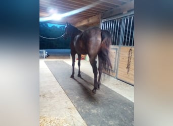 American Standardbred, Mare, 10 years, 16 hh