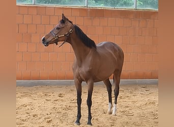 American Standardbred, Mare, 15 years, 15,2 hh, Brown