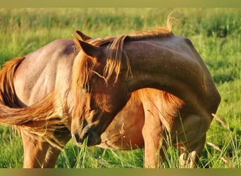 American Standardbred, Stute, 1 Jahr, 15,2 hh, Roan-Red