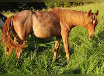 American Standardbred, Stute, 1 Jahr, 15,2 hh, Roan-Red