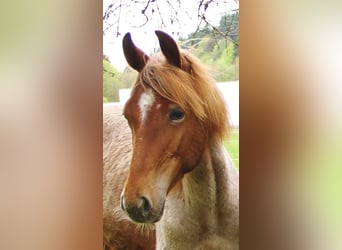 American Standardbred, Mare, 1 year, 15,2 hh, Roan-Red