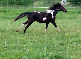 American Standardbred Mix, Mare, 1 year, Pinto