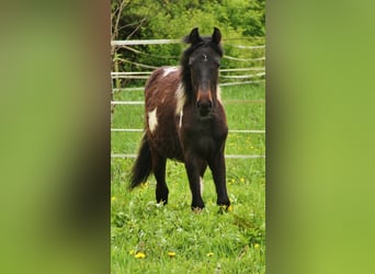 American Standardbred Mix, Mare, 1 year, Pinto