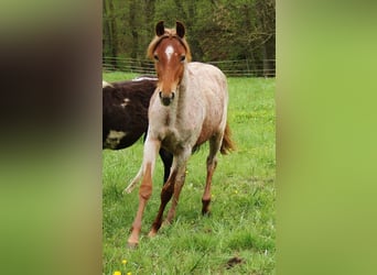 American Standardbred Mix, Mare, 1 year, Roan-Red