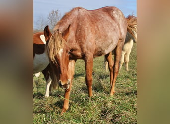 American Standardbred, Mare, 2 years, 15,2 hh, Roan-Red