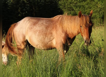 American Standardbred, Mare, 2 years, 15,2 hh, Roan-Red