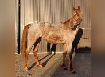 American Standardbred, Mare, 2 years, 15,2 hh, Roan-Red