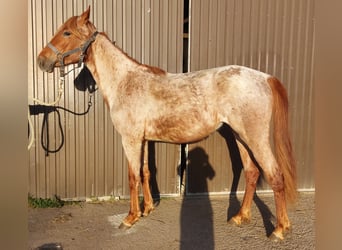 American Standardbred, Mare, 2 years, 15,2 hh, Roan-Red