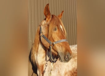 American Standardbred, Mare, 2 years, 15,2 hh, Roan-Red