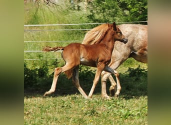 American Standardbred, Mare, 2 years, 15,2 hh, Roan-Red