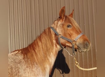 American Standardbred, Mare, 2 years, 15,2 hh, Roan-Red