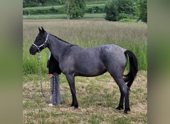 American Standardbred, Mare, 4 years, 13,2 hh, Roan-Blue