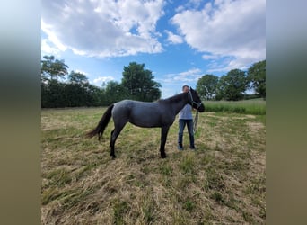 American Standardbred, Mare, 4 years, 13,2 hh, Roan-Blue