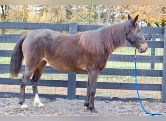 American Standardbred, Mare, 8 years