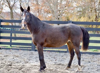 American Standardbred, Mare, 8 years