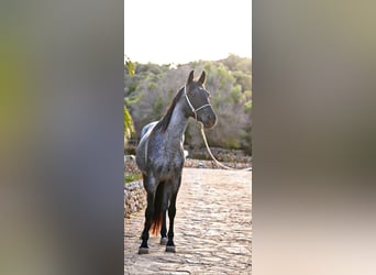 American Standardbred, Merrie, 4 Jaar, 139 cm, Roan-Blue