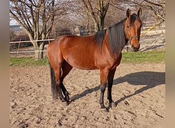 American Standardbred, Merrie, 7 Jaar, 163 cm, Roodbruin