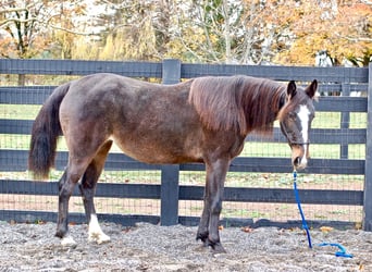 American Standardbred, Merrie, 7 Jaar, Roodbruin