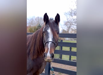 American Standardbred, Merrie, 8 Jaar, Roodbruin