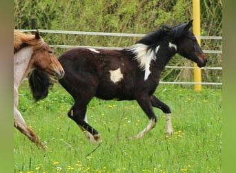 American Standardbred Blandning, Sto, 1 år, 160 cm, Pinto