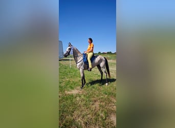 American Standardbred, Stute, 10 Jahre, 159 cm, Buckskin