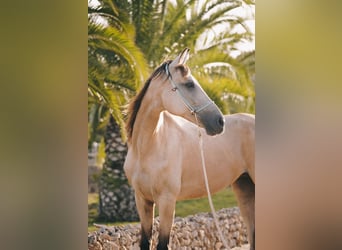 American Standardbred, Stute, 10 Jahre, 159 cm, Buckskin