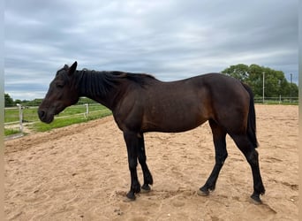 American Standardbred, Stute, 19 Jahre, 163 cm, Dunkelbrauner