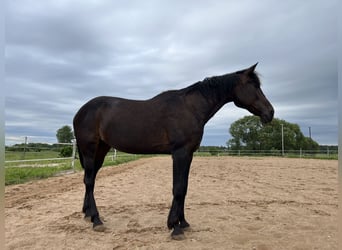 American Standardbred, Stute, 19 Jahre, 163 cm, Dunkelbrauner