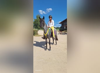 American Standardbred, Stute, 4 Jahre, 139 cm, Roan-Blue