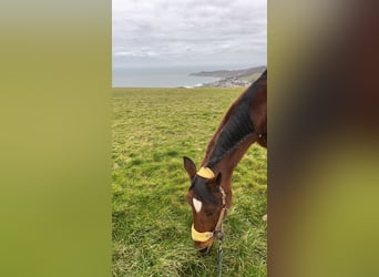 American Standardbred, Wallach, 16 Jahre, 157 cm, Rotbrauner