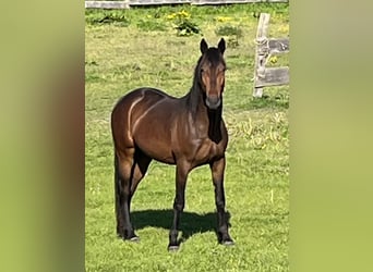 American Standardbred Mix, Wallach, 3 Jahre, 150 cm, Dunkelbrauner